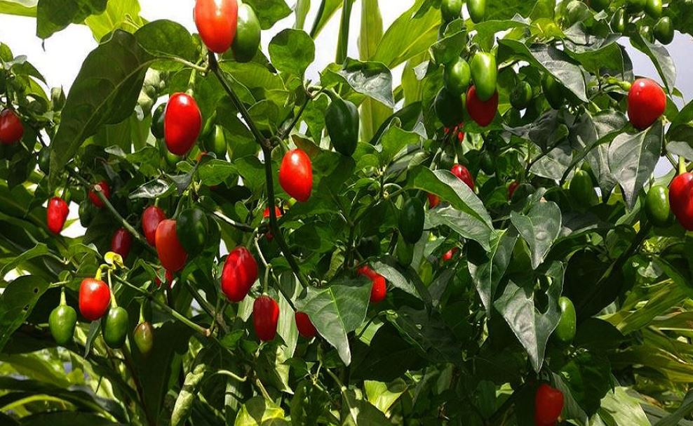 ‘नयाँ माटो’मा पहिलो वर्ष नै हौसिएर फल्यो अकबरे